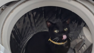 Thumbnail of post image 151